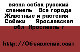 вязка собак русский спаниель - Все города Животные и растения » Собаки   . Ярославская обл.,Ярославль г.